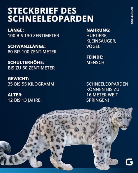 schneeleopard steckbrief